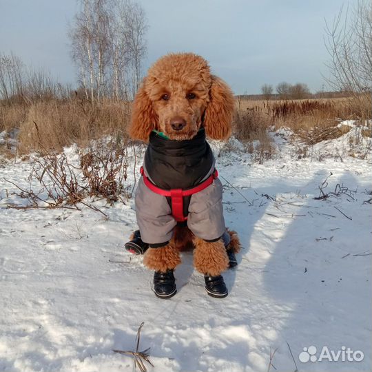 Осенне-зимний комбинезон для собак