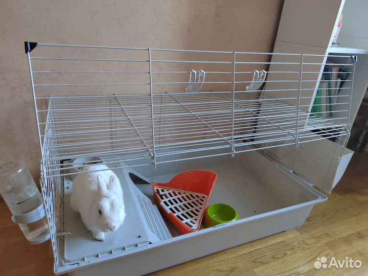 Декоративные кролики