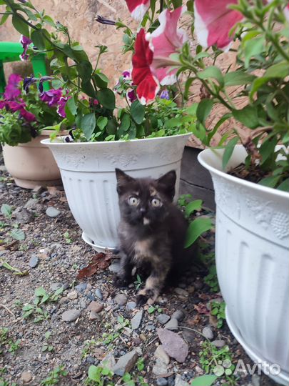 Котик в добрые руки