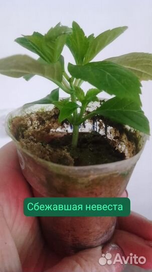 Гортензия крупнолистная Сбежавшая невеста