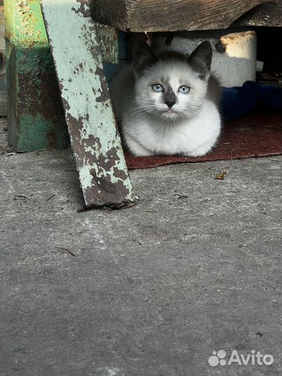 Сиамский котенок