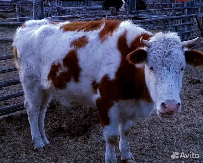 Коровы.Молодняк