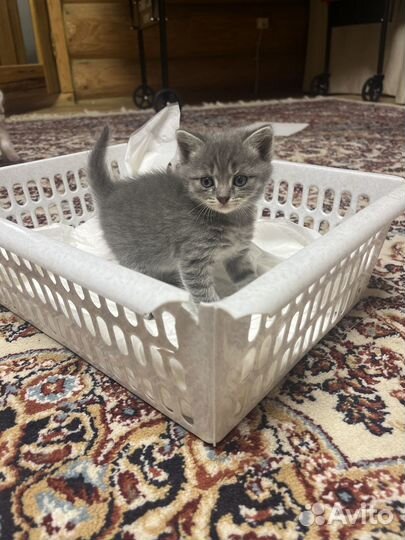 Шотландские котята