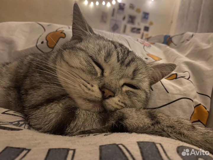 Кошка в дар бесплатно