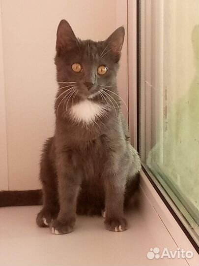 Отдам в хорошие руки кошечку 9 мес. красивую