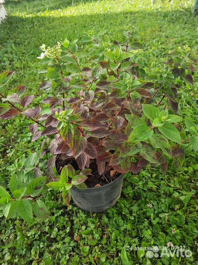 Гортензия метельчатая