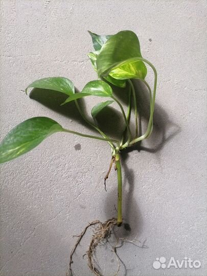 Сциндапсус Голден Квин