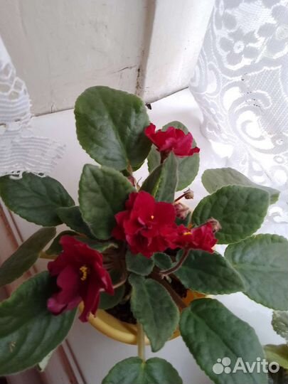 Фиалка в горшках