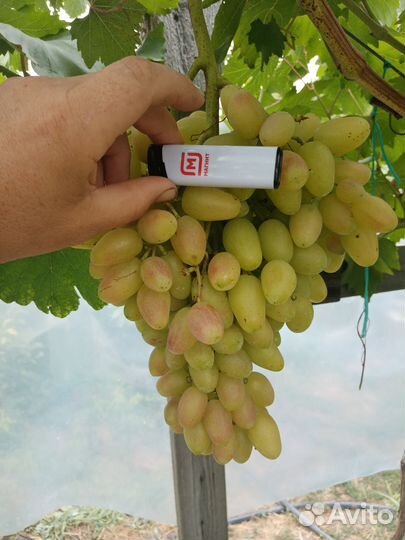 Виноград