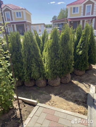 Туя для изгороди