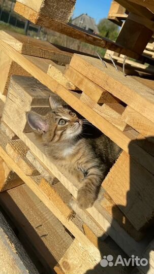 Котики бесплатно