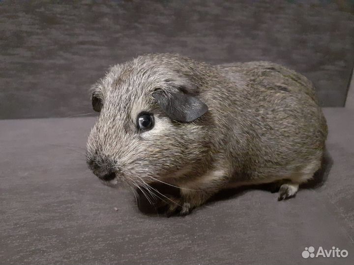 Морские свинки