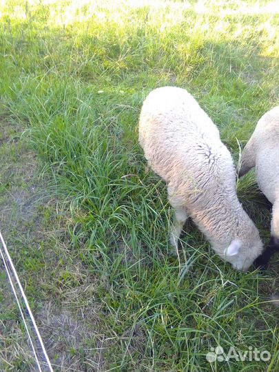 Барашек Куйбышевский