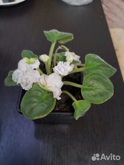 Фиалки, герань, фикус