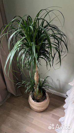 Нолина, бутылочное дерево