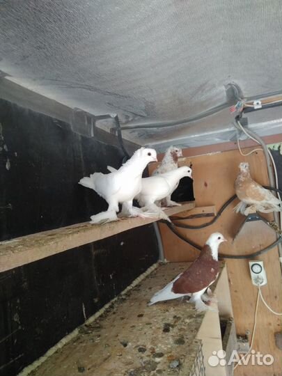 Голуби узбекские