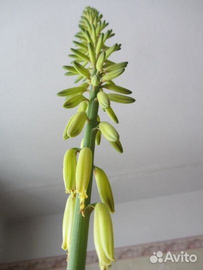 Алоэ-вера взрослое