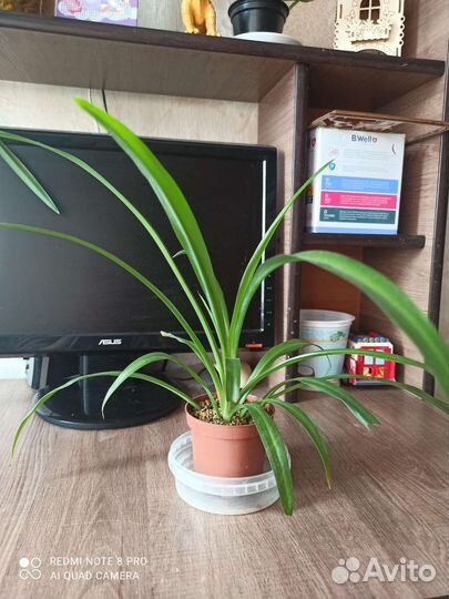 Хлорофитум