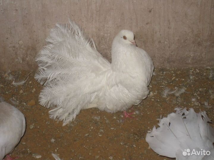 Голуби Павлины