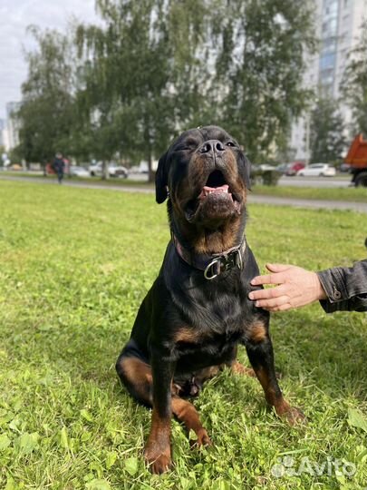 Кинолог / передержка с дрессировкой