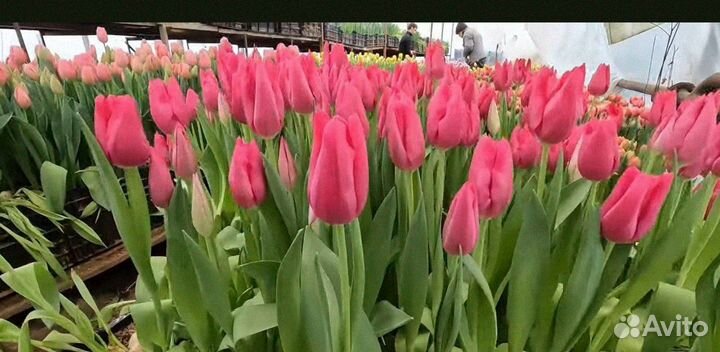 Тюльпаны к 8 марта оптом