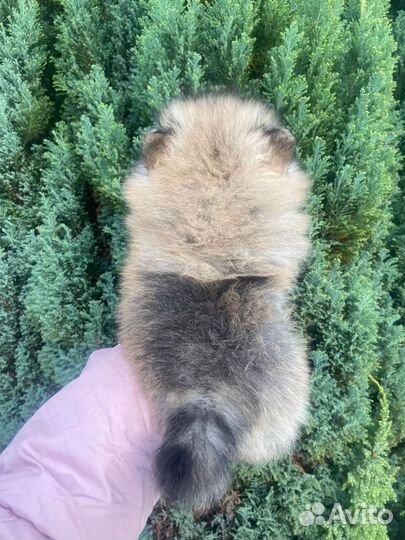 Мини Мишка мальчик Померанский шпиц