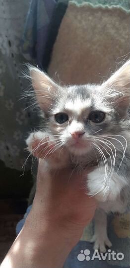 Кошки