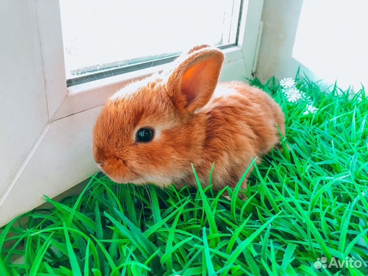 Карликовый кролик