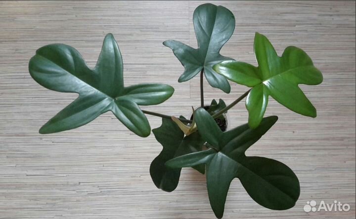 Филодендрон дольчатый Сингониум Жаде Крассула Марн