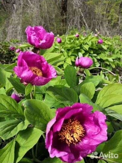 Пион уклоняющийся (марьин корень)