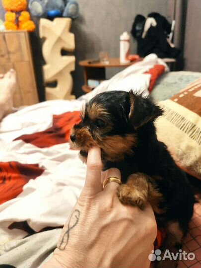 Йоркширский терьер мини беби фейс