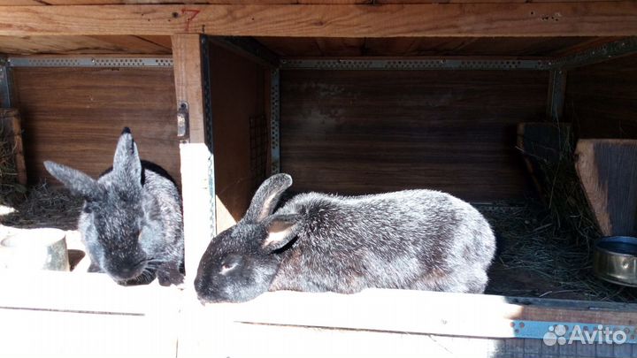 Другие животные