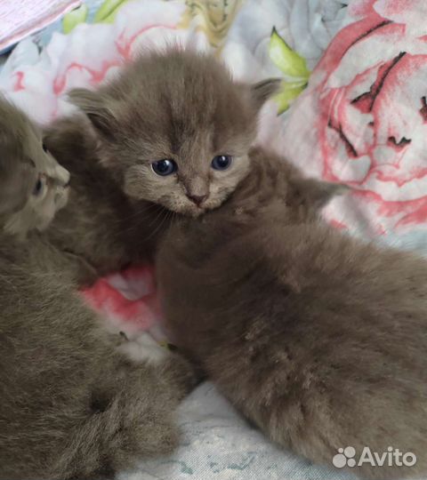 Кошка в дар