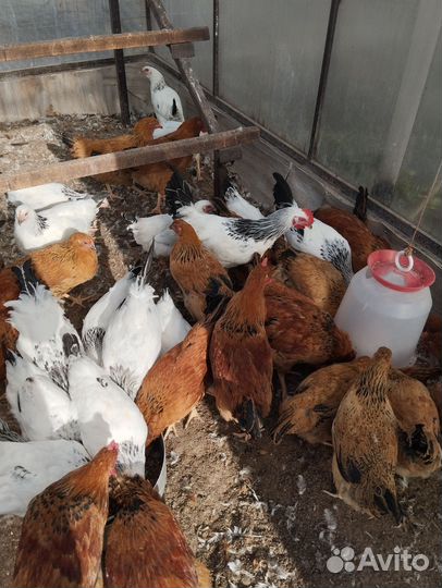 Молодые породные Петушки кучинские и адлеровские