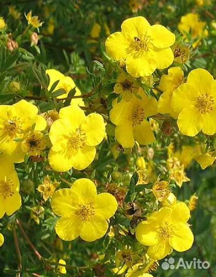 Лапчатка (Курильский чай) Ливинг Дейлат 1 шт (горш