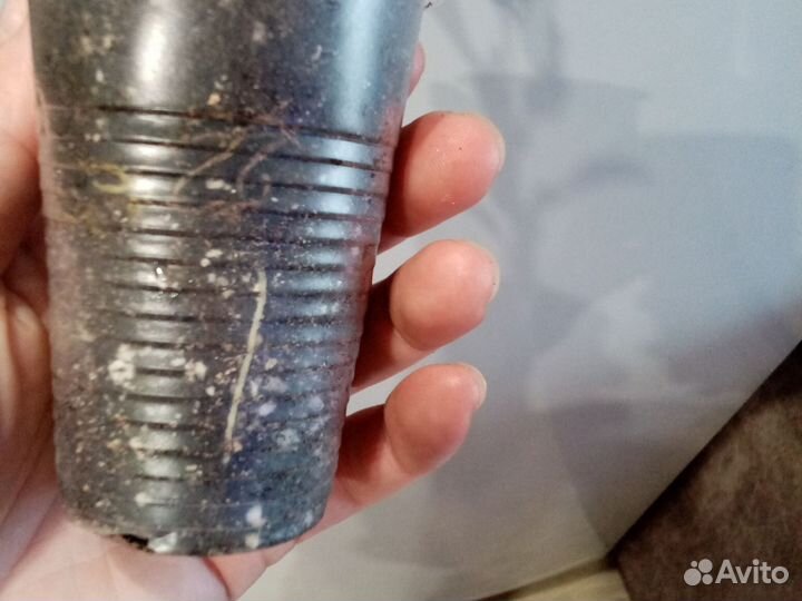 Кротон Батик