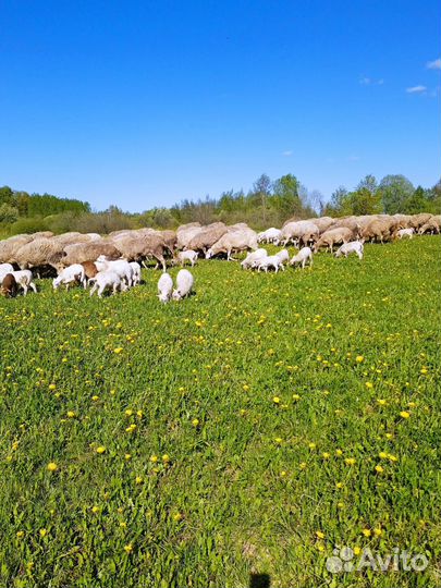 Катумские овцы и ягнята
