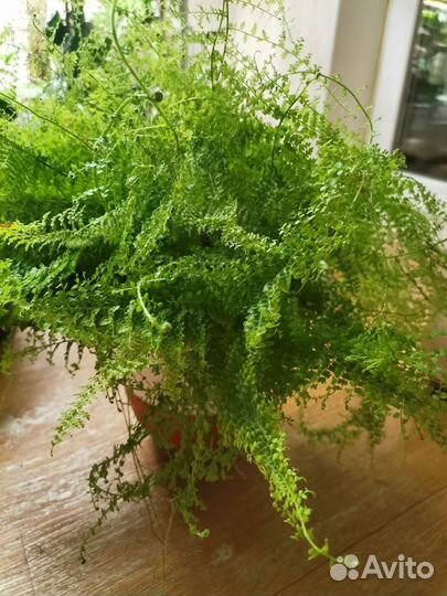 Комнатные растения