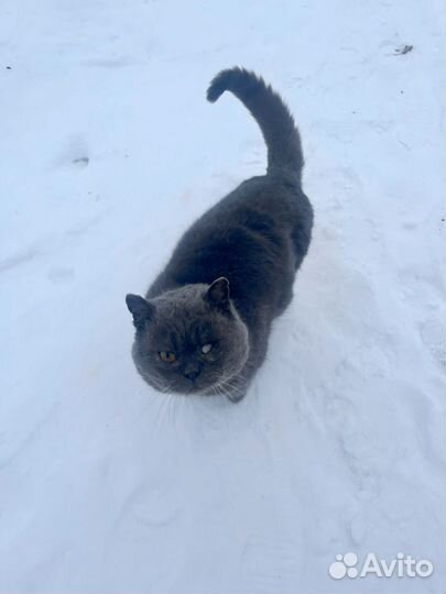 Бездомный кот