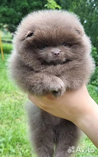 Померашка-целовашка