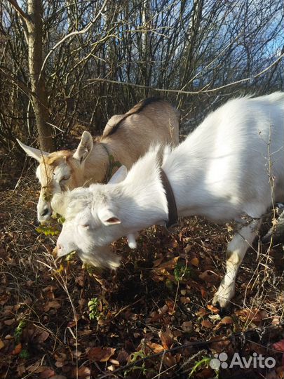 Козел и козы