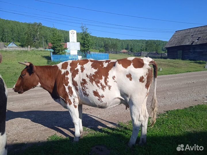 Коровы дойные