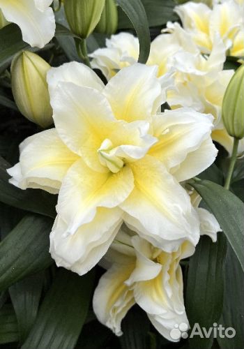 Лилии в горшках