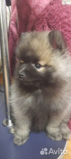 Щенки немецкого шпица