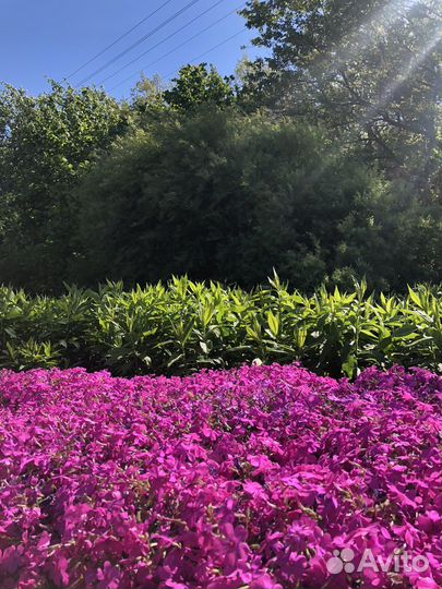 Интерьерная картина Екатерина