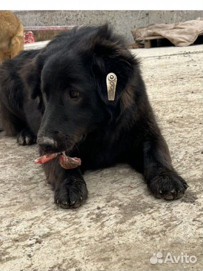 Самая лучшая собака ищет дом