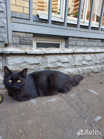 Кошка в дар бесплатно 1 год