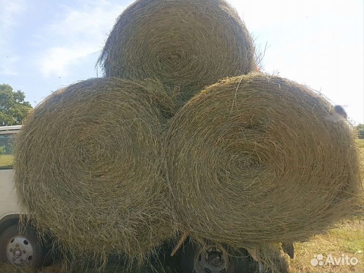 Продам сено в рулонах