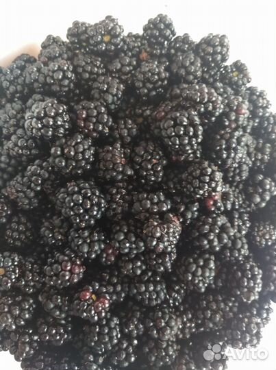 Малина и ежемалина