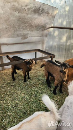 Козлята 4- 6 месяцев